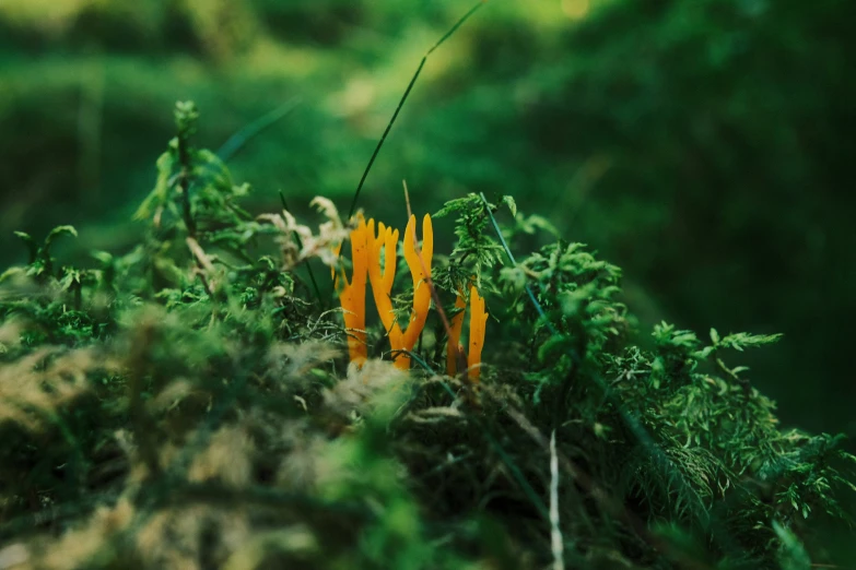 a yellow flower on top of a mossy surface