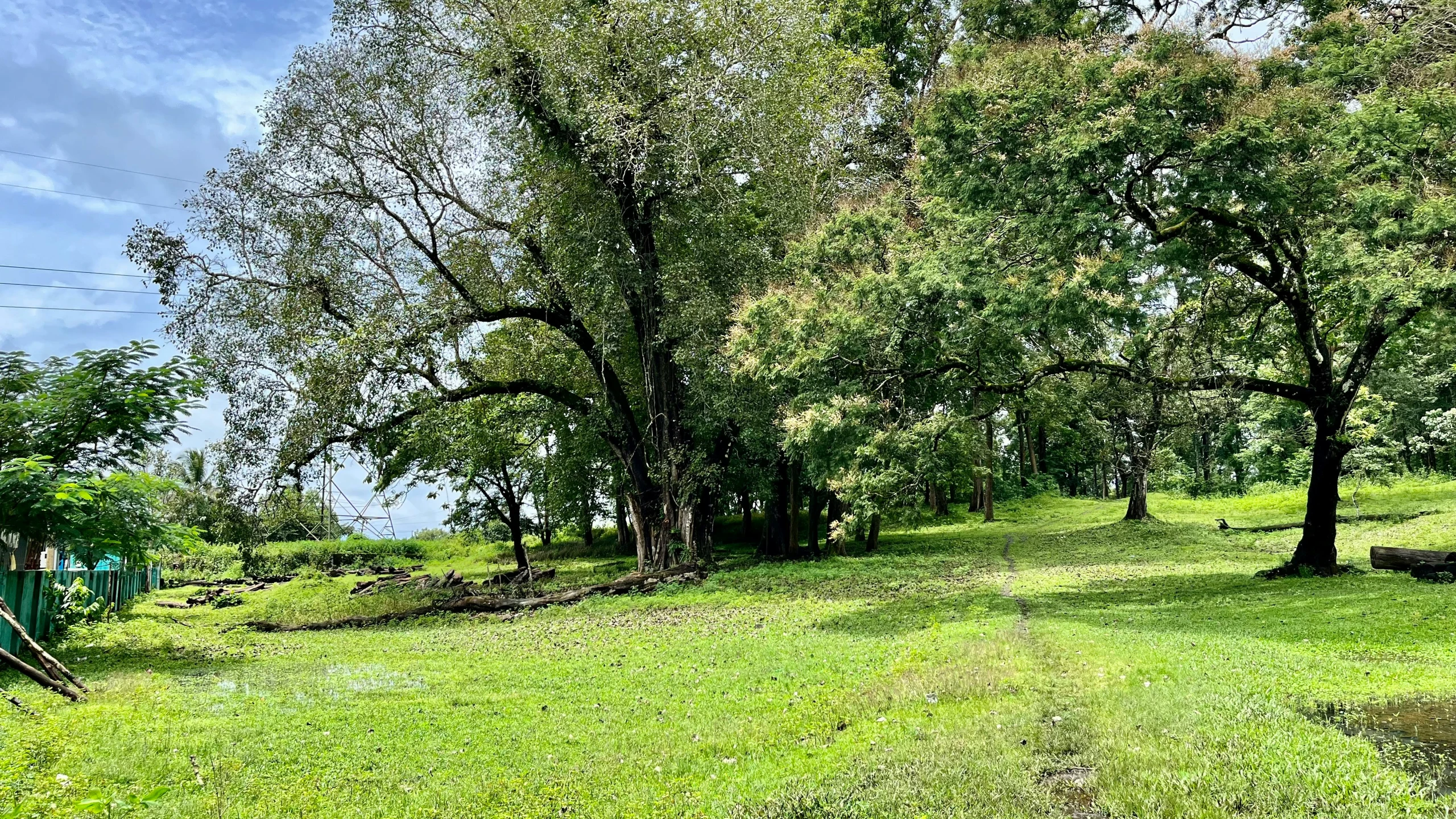 the large, wide grassy area has trees lining it