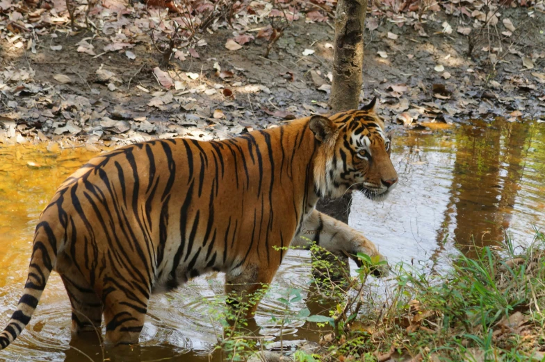 a tiger in the water by a tree