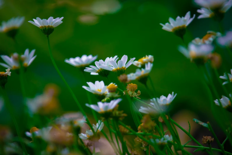 small white flowers growing in a green garden