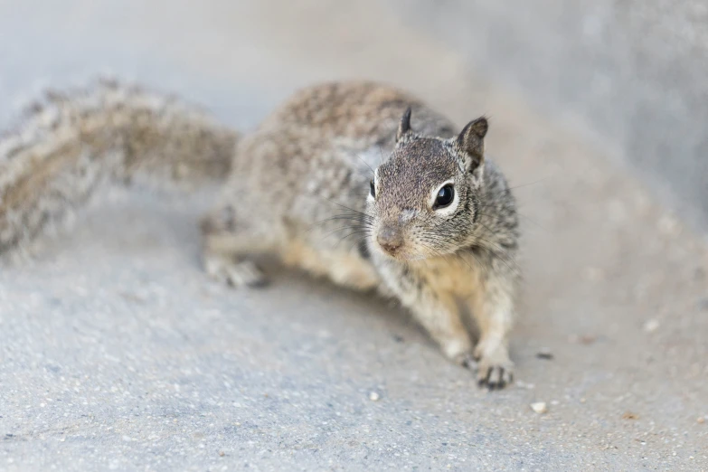 the squirrel is sitting and eating some food