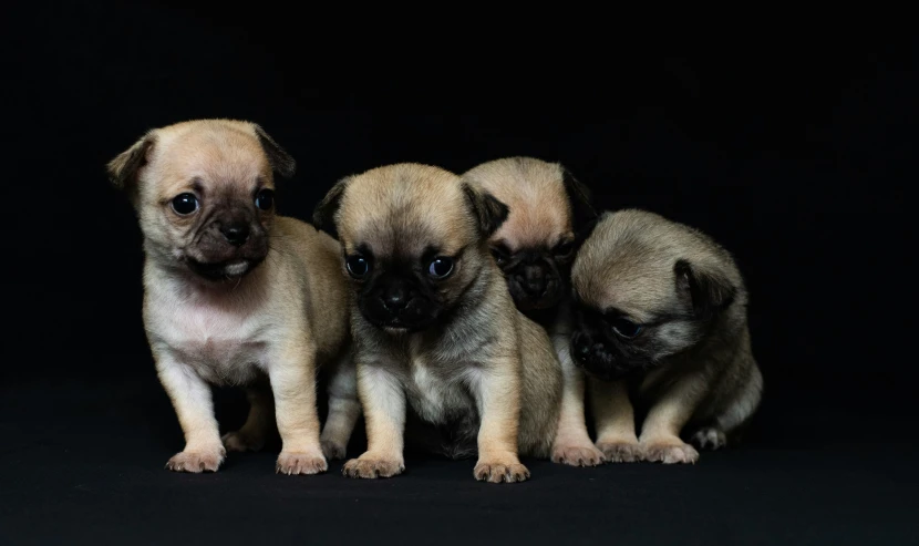 three puppies are shown standing together in front of the camera