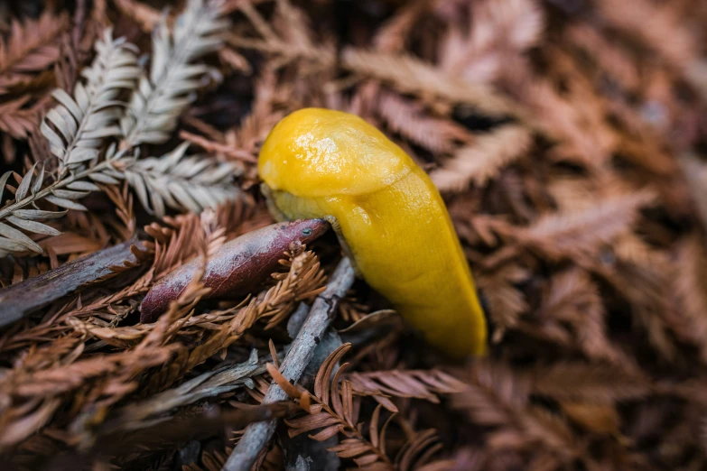 a yellow mushroom in the forest, looking around