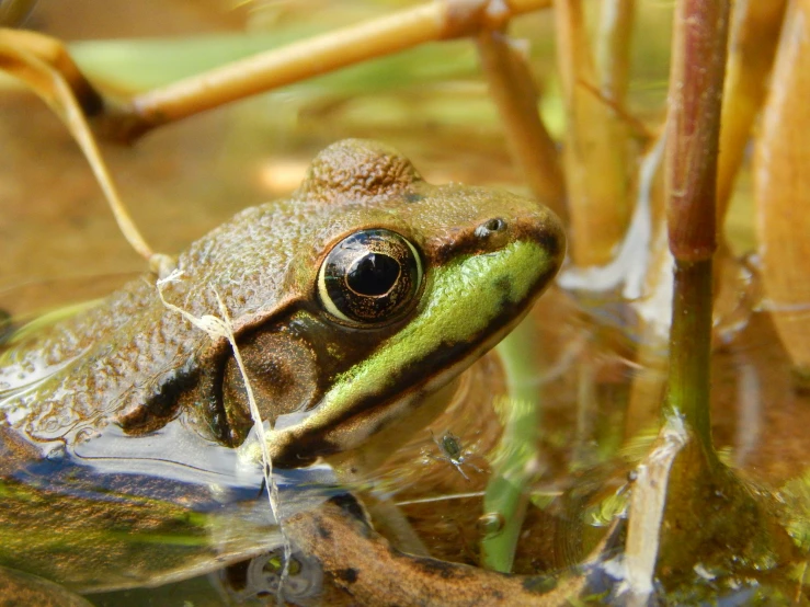 a frog sitting in water on top of a green and brown plant