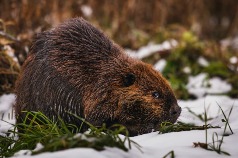 a beaver is hiding in the snow