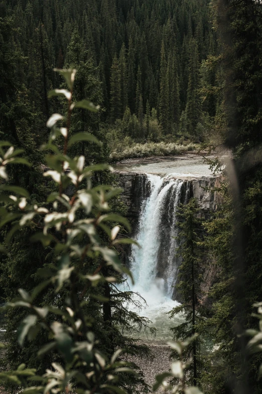 a small waterfall flows down a forested mountain stream