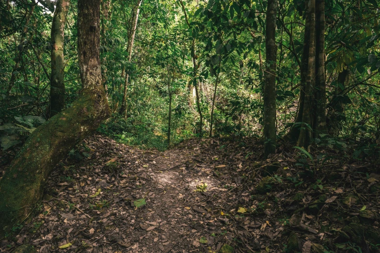 a dirt path in the middle of some trees and leaves