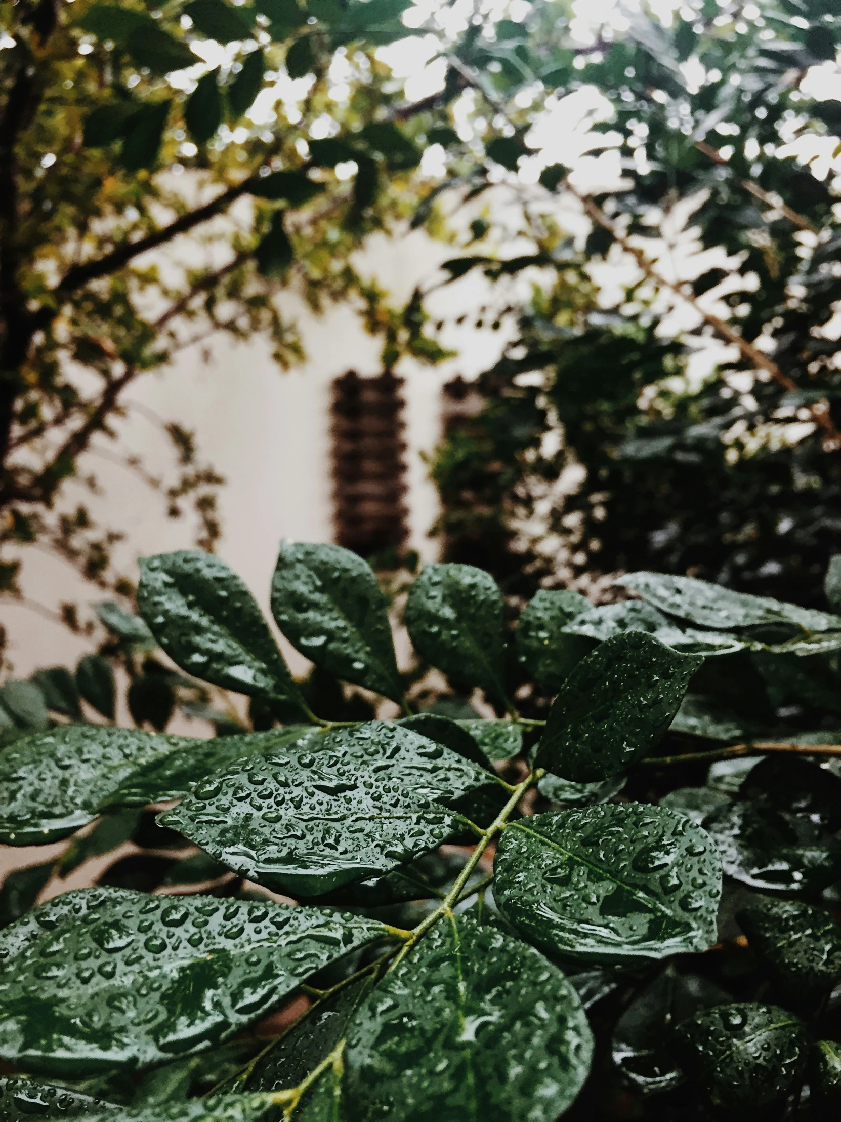 rain drops on the leaves of a tree in front of a building