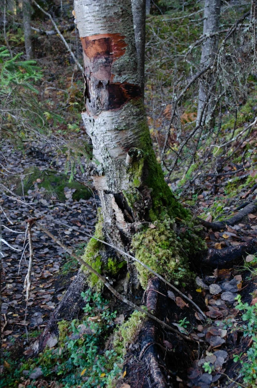 an old tree stump and moss in a forest