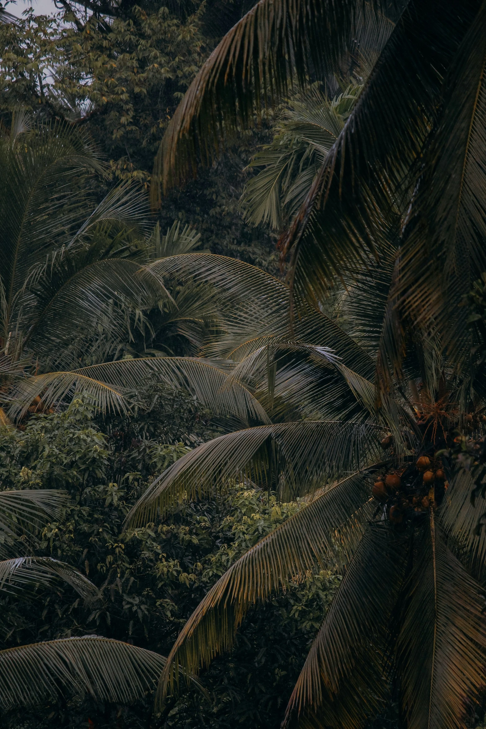 the dense jungle canopy covers the trees and shrubs