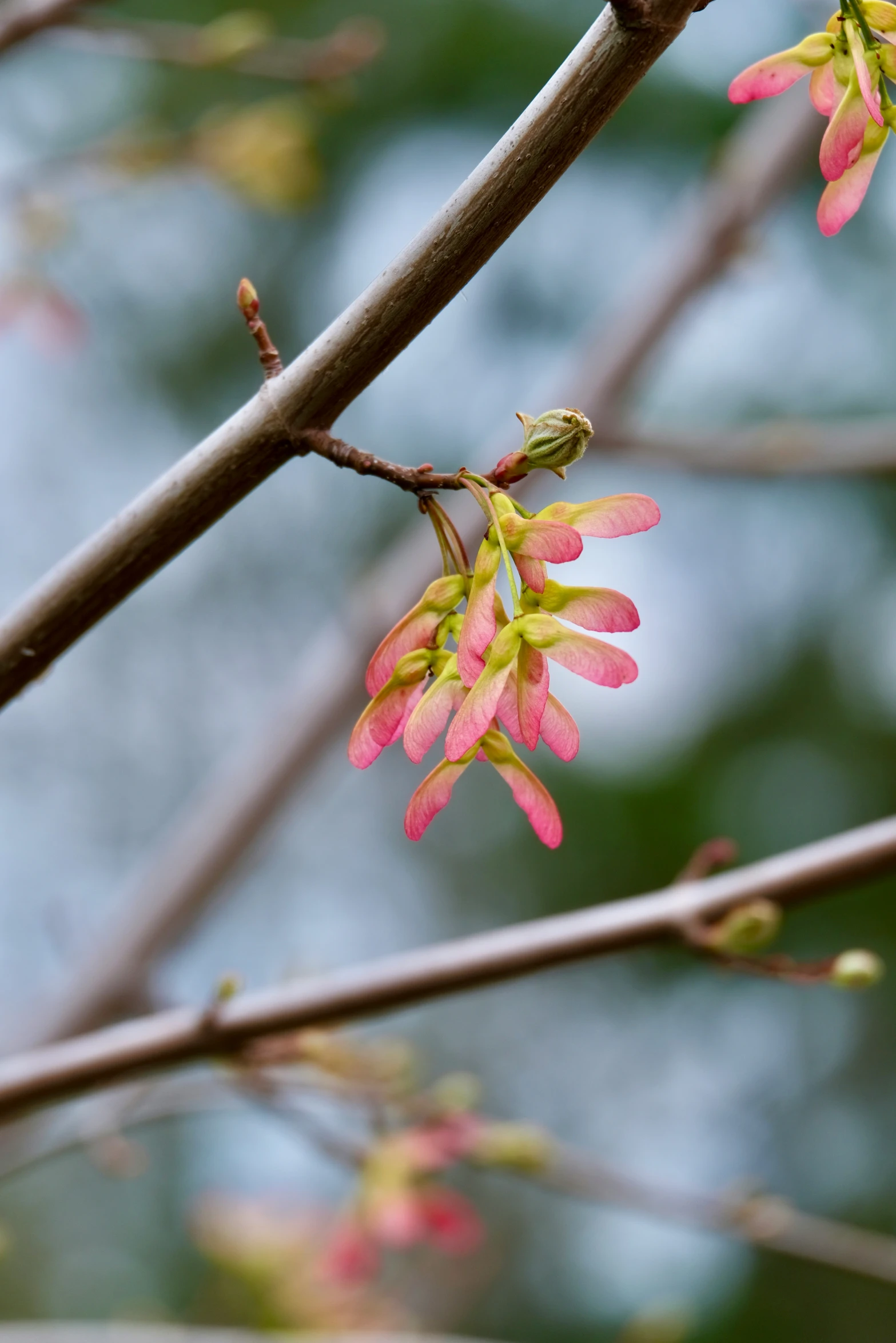 some nches with flowers are blooming in the morning