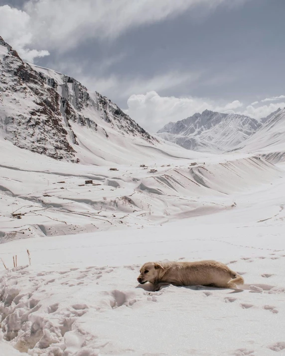 there is a brown animal laying in the snow