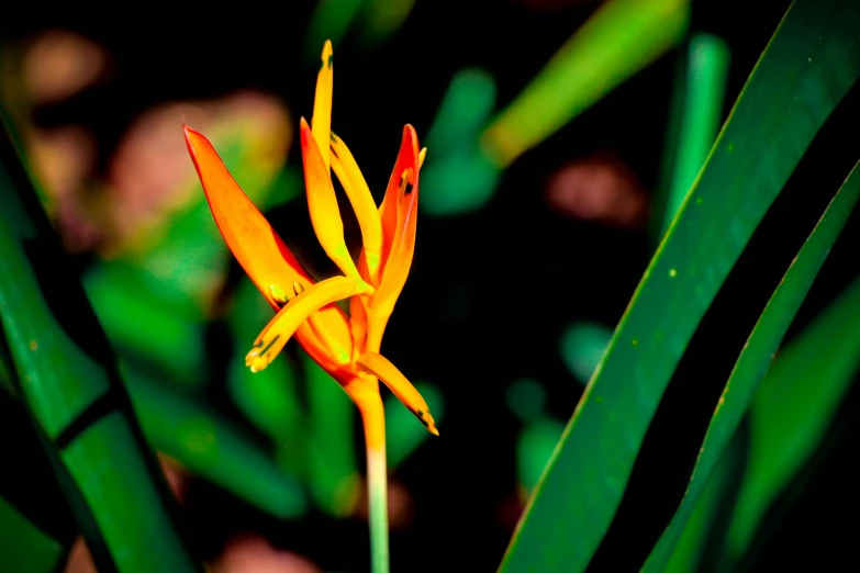 a single orange and yellow flower near green leaves