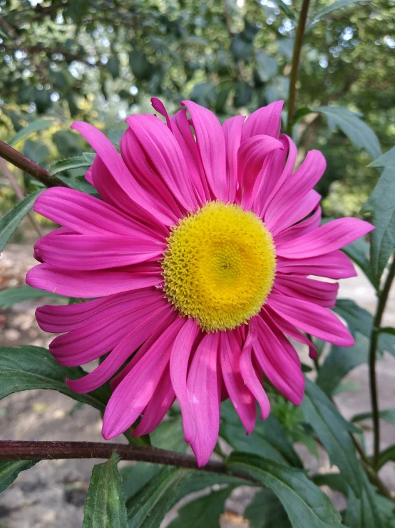 the bright pink flower has yellow petals