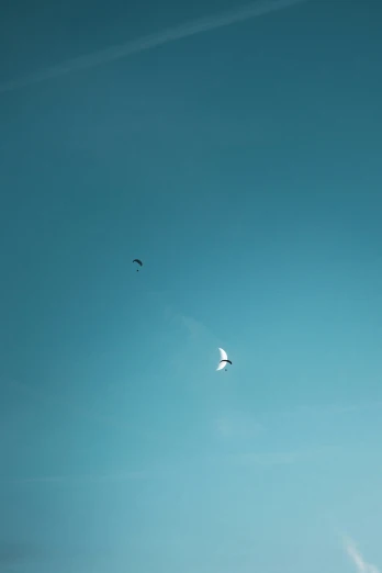 there are two birds flying through the sky