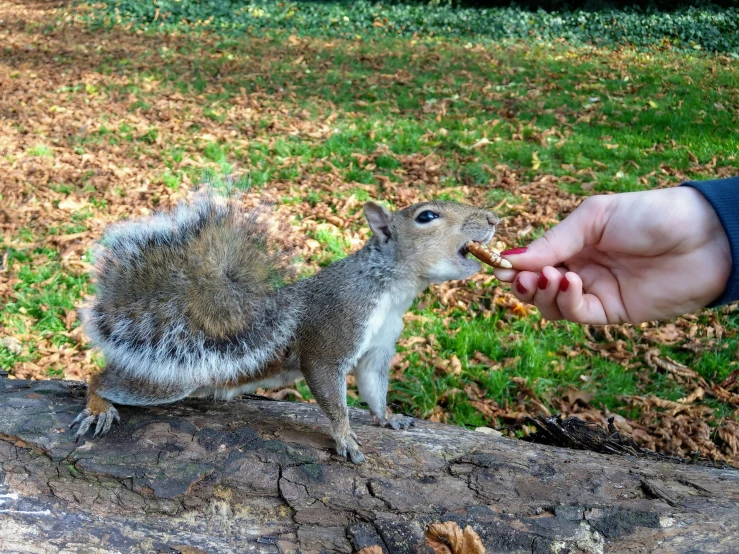 a squirrel is eating seeds from someone's hand