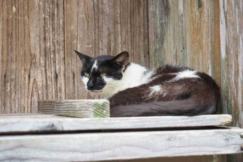 a black and white cat lying down in a wooden box