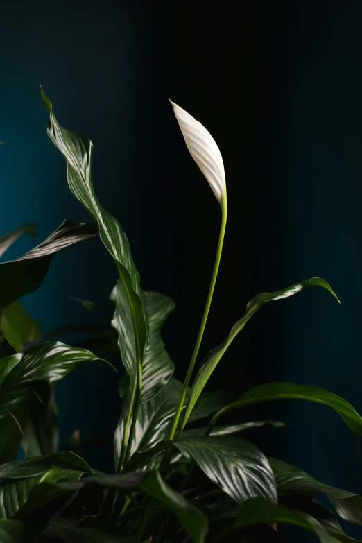 a single white flower stands alone in front of some green plants