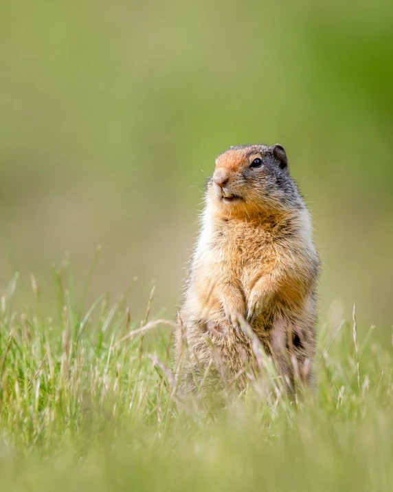 a groundhog sitting on the ground while looking up