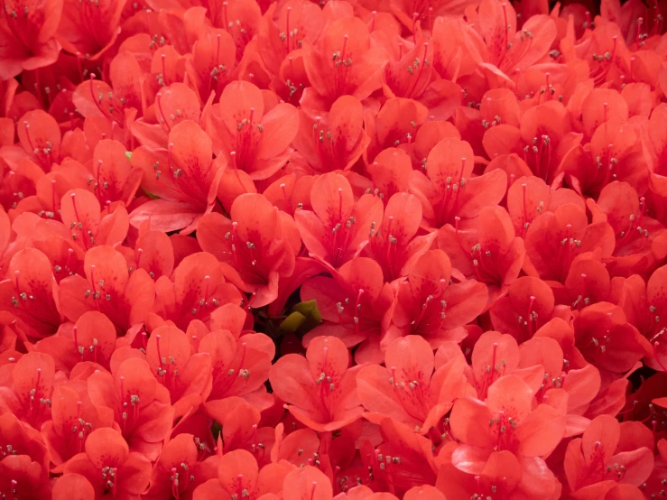 a cluster of red flowers with white and grey dots on it