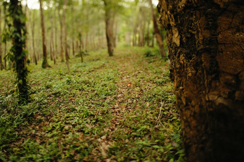 a tree in a clearing is surrounded by grass