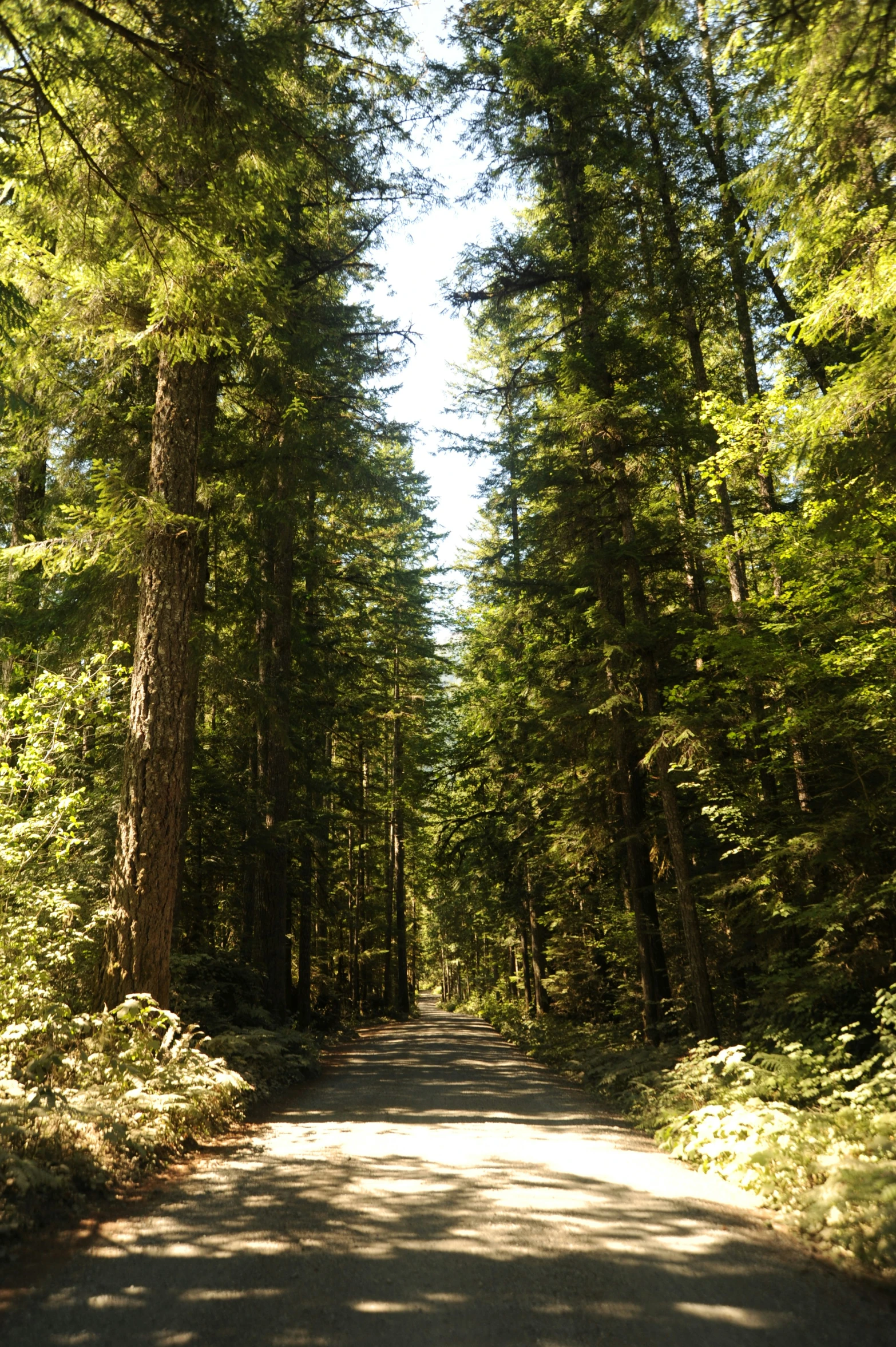 a street going through the middle of a forest