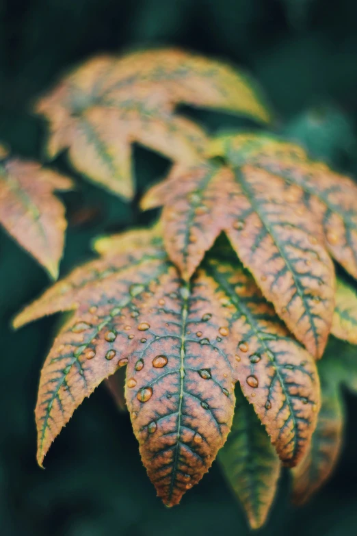 some leaves have brown spots on them