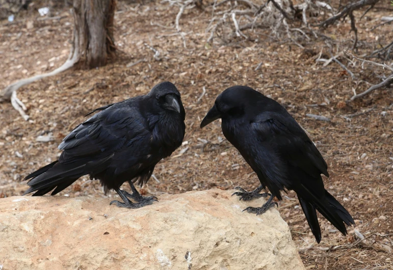 two crows standing on top of a rock