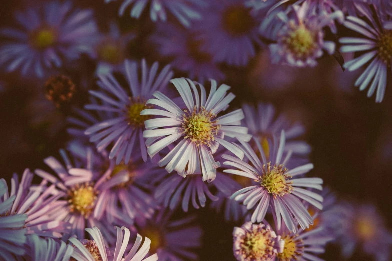 close up of many flowers with purple petals
