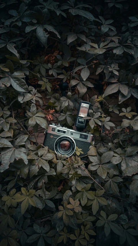 a camera that is sitting in some plants