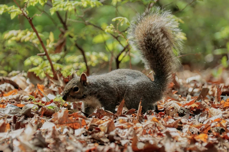 a squirrel is on the ground covered in leaves