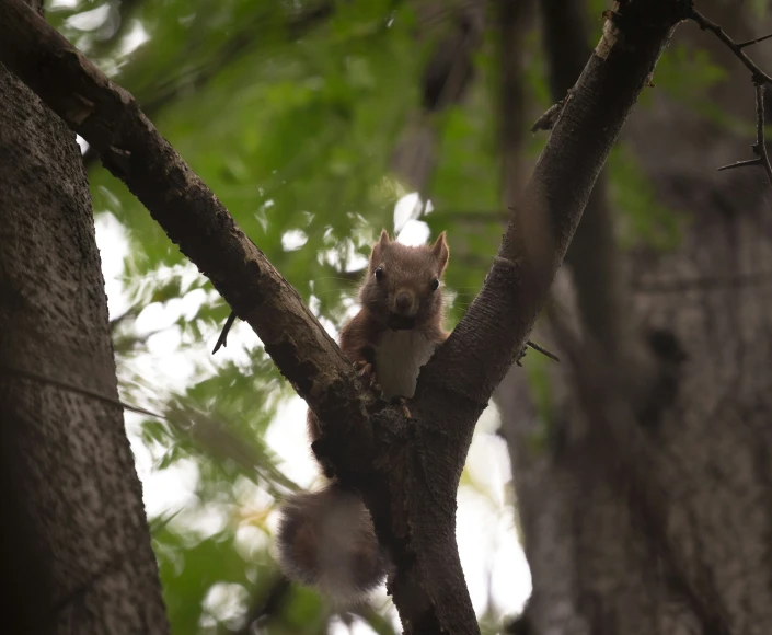 a squirrel is on top of the tree