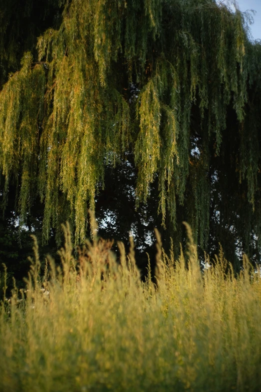 some very tall trees and grass by the woods