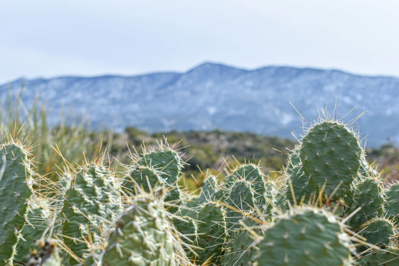 large cactus in foreground and mountains in background