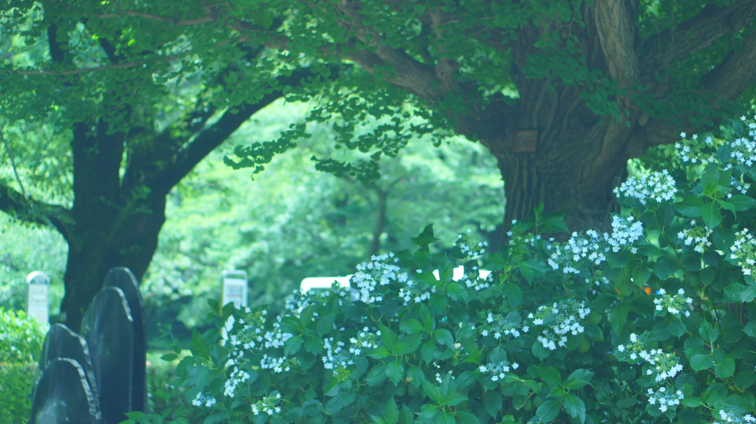 a bench sitting under a tree on top of a lush green park