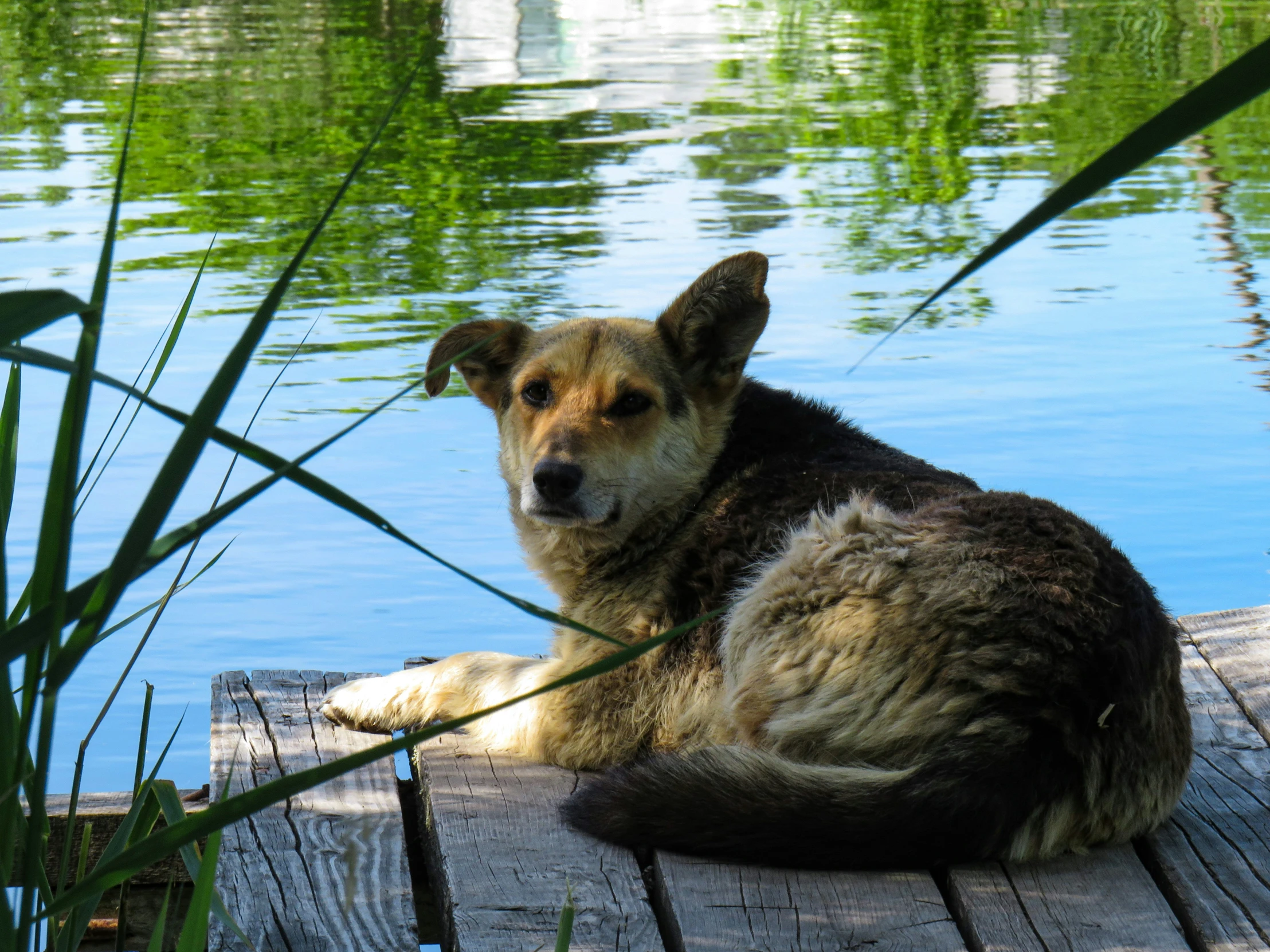a big brown and black dog sitting on a wooden dock