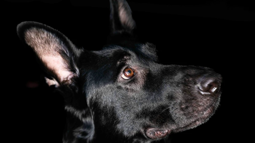 a black german shepard dog, with its ears hanging back