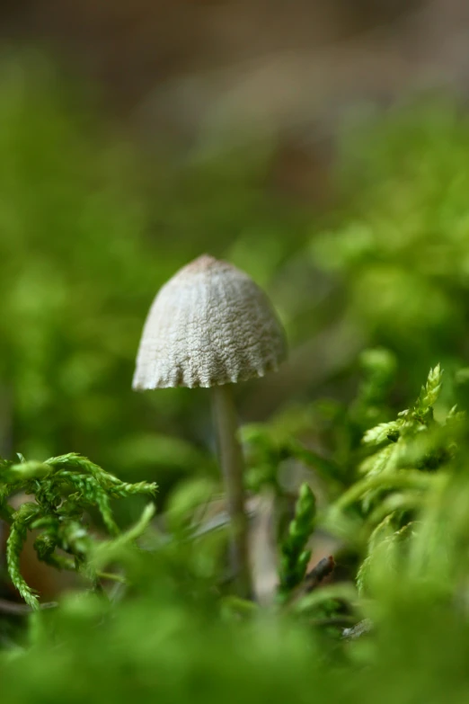 close up image of mushroom sitting in green moss