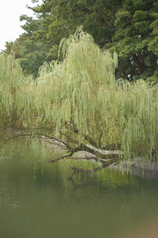 a small lake that has lots of trees in it