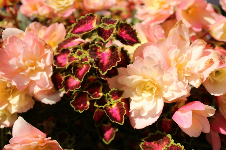 pink and yellow flowers sitting in a bed