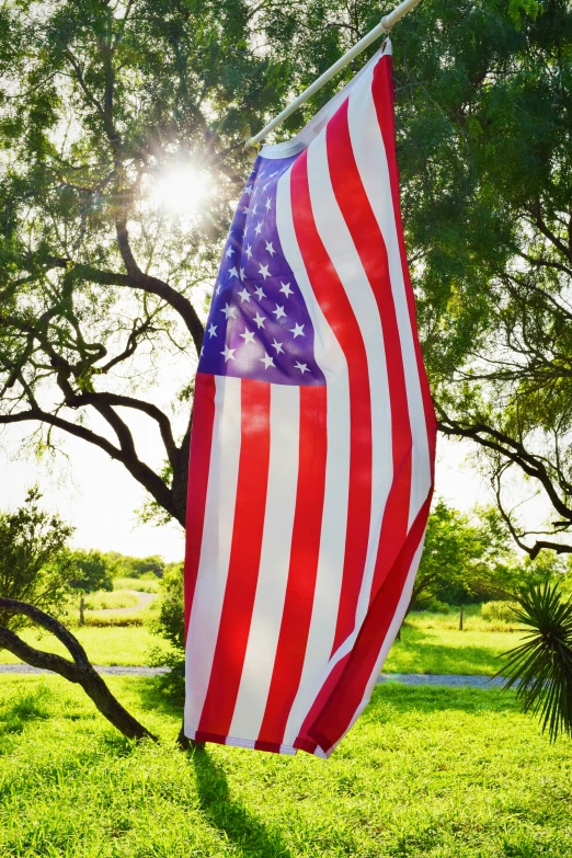 an american flag is hanging from a line of trees in front of grass