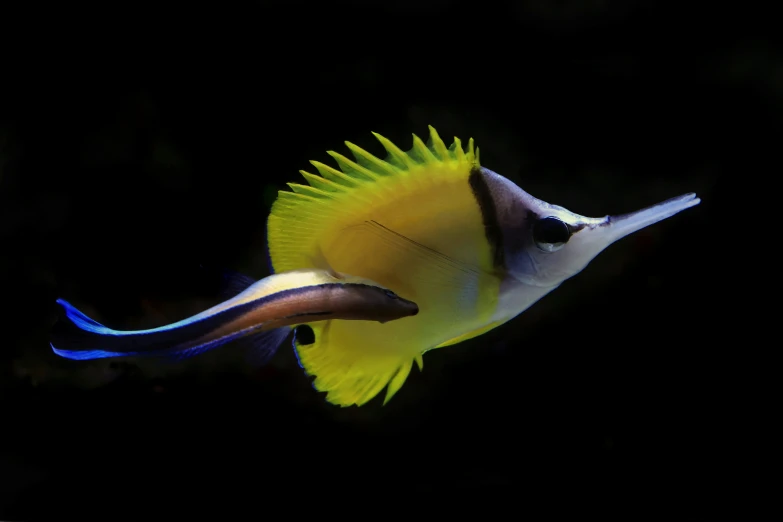 a yellow and blue fish with white finkles