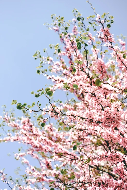 the blue sky and clouds is shown from underneath a tree with pink flowers