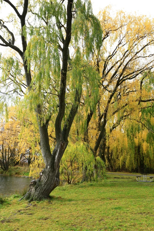 a large willow tree is by the river