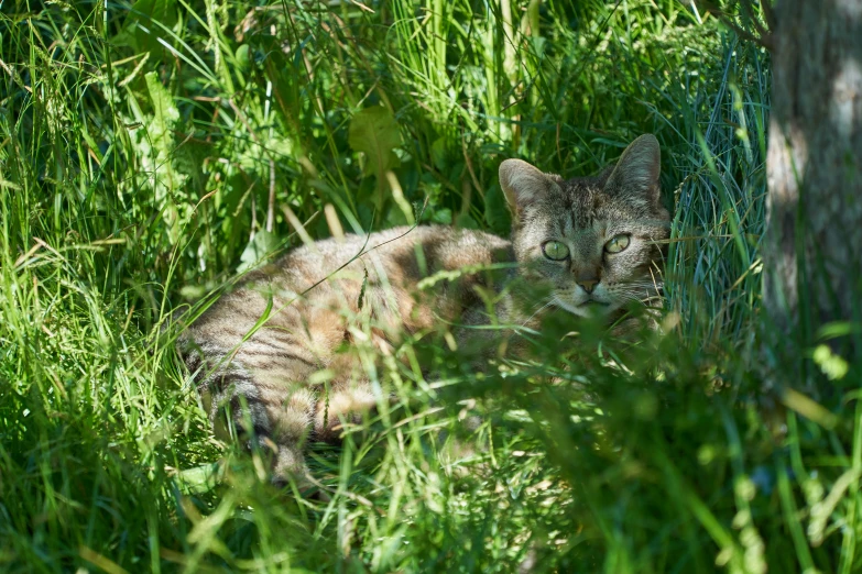 a cat sits in the middle of a grass covered field
