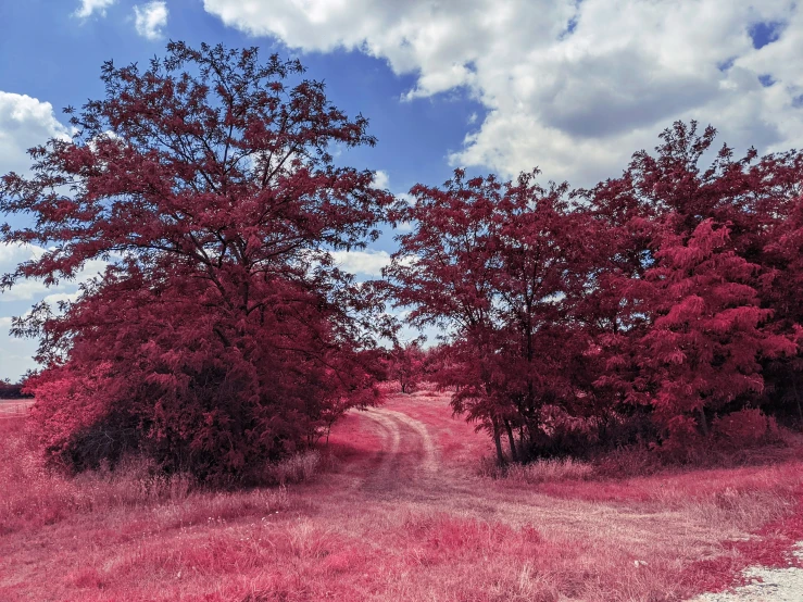 there is a dirt road that leads to several trees