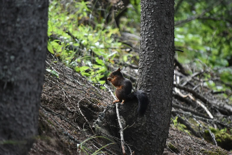 a squirrel looking over some thick tree nches