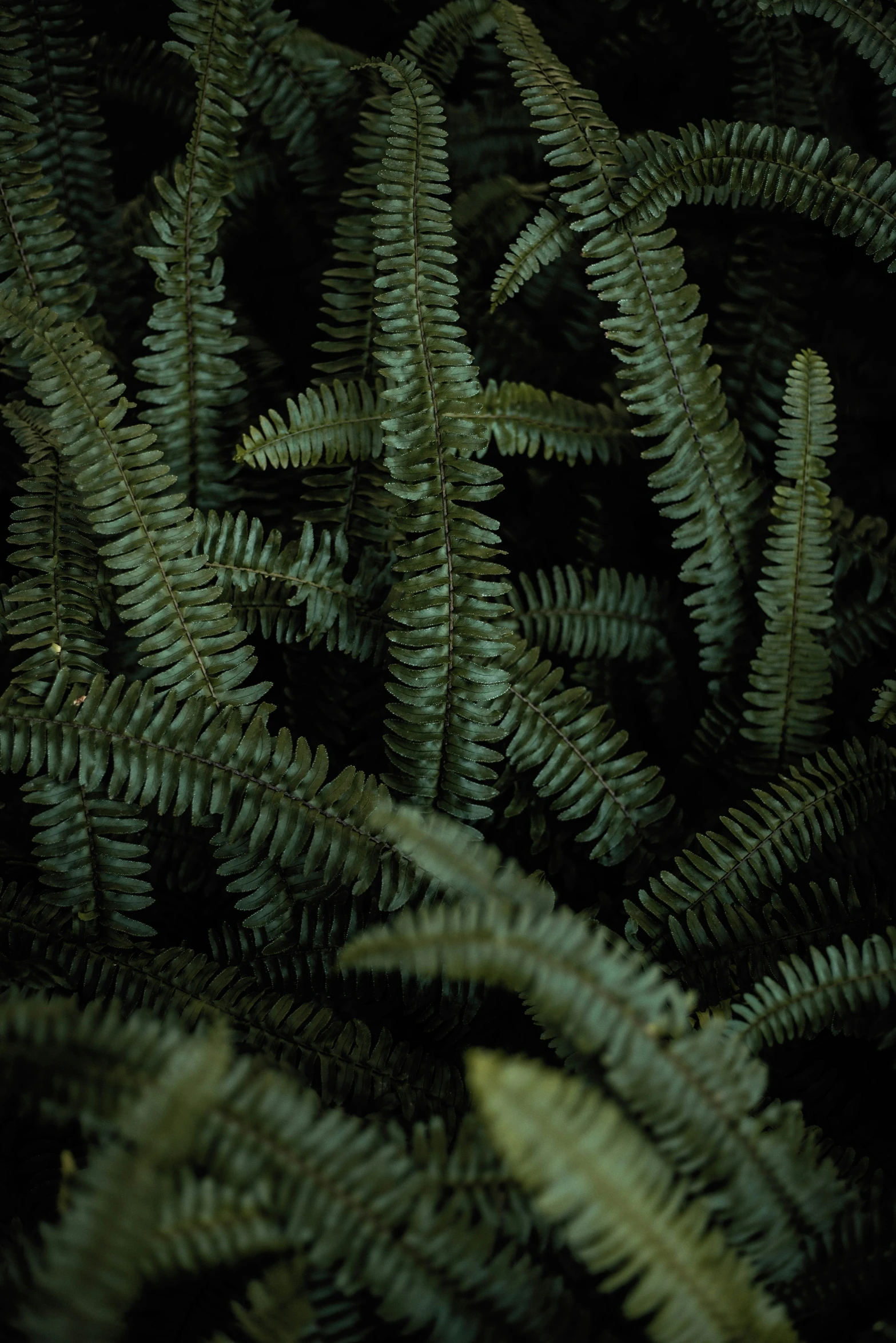 closeup image of a bunch of plants