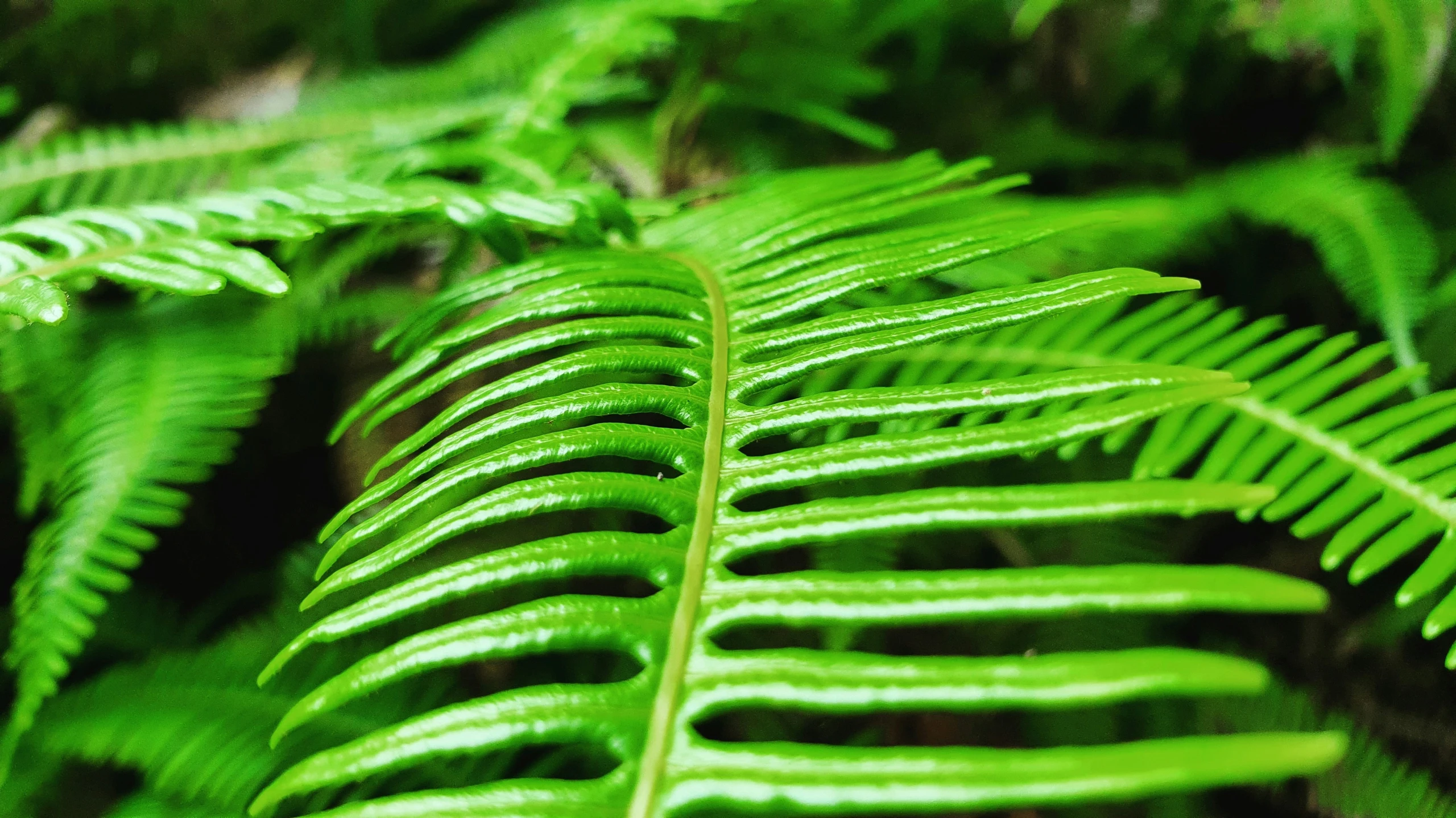 some very green plants and leaves that are growing