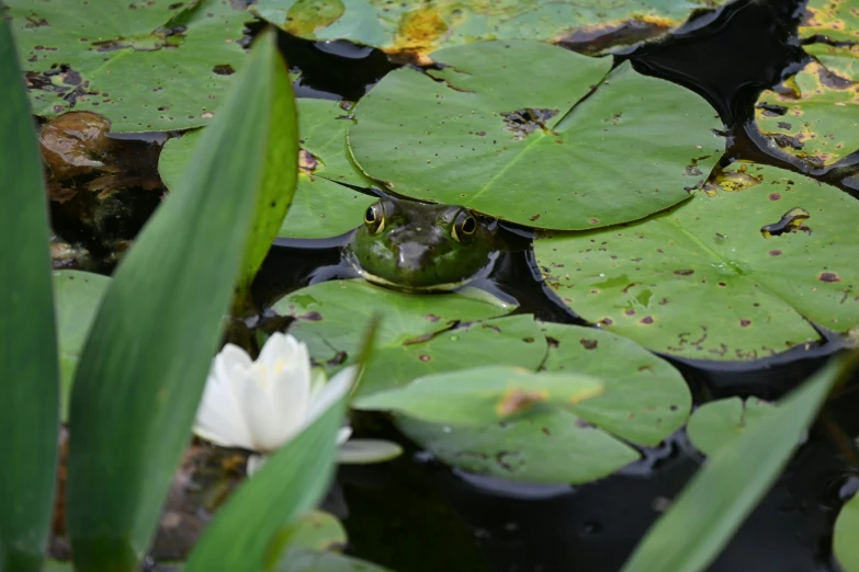 a small green frog sitting on top of a leaf